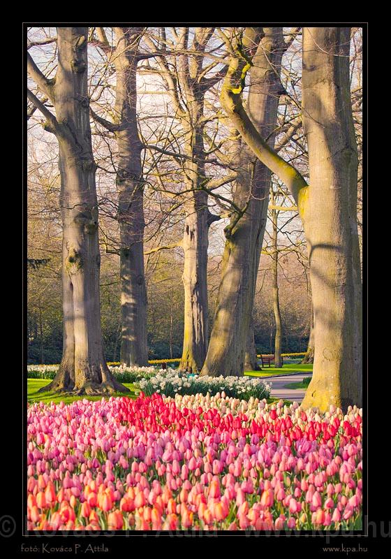 Keukenhof Hollandia 046.jpg